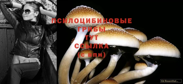бошки Белокуриха